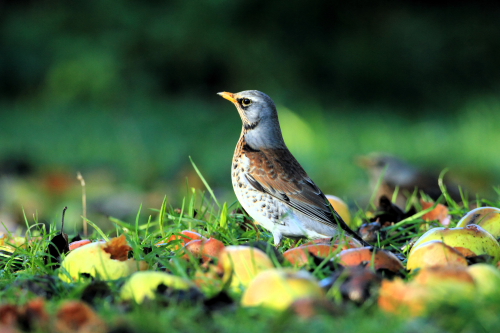 Fieldfare