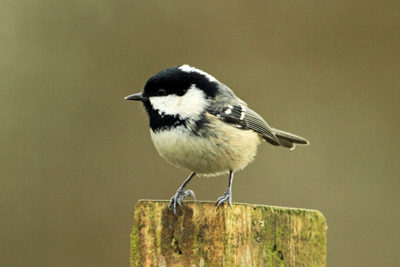 Coal Tit near our birdfeeder